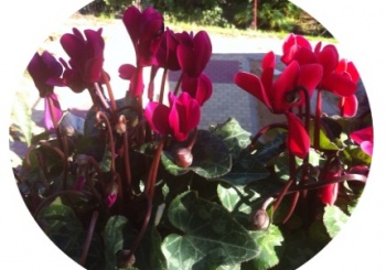 דוד מ. ממליץ