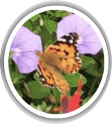 טיפול אלטרנטיבי - "שפע בריאות"