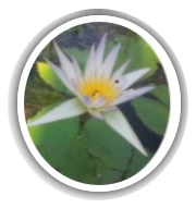 טיפול אלטרנטיבי - "שפע בריאות"