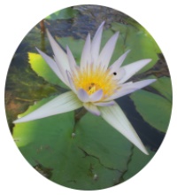 טיפול אלטרנטיבי - "שפע בריאות"